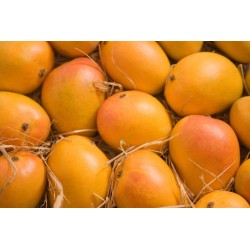 Alphonso Mangoes
