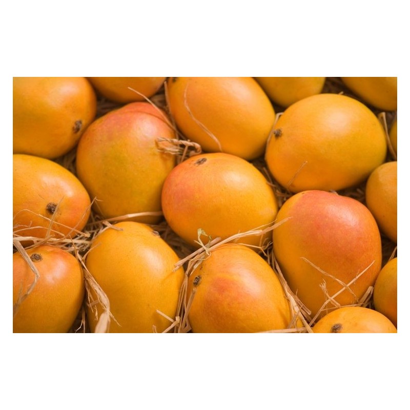 Alphonso Mangoes