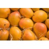 Alphonso Mangoes